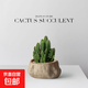 萬(wàn)重山小盆栽仙人球多肉仙人掌植物辦公室桌面綠植花卉盆景擺件 萬(wàn)重山-海島礁石盆（種好發(fā)貨） 含盆