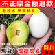 正宗四川蜂糖李子樹(shù)苗嫁接果樹(shù)苗南方種植青脆蜂蜜李子苗特大晚熟 蜂糖李 4年嫁接苗
