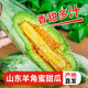 呈鮮果農羊角蜜 山東甜瓜香瓜蜜瓜 當季時(shí)令新鮮水果 整箱5斤特級果單果5-6兩凈重4.5斤