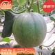 壽禾 冰翡翠小甜瓜種子種甜瓜綠皮綠肉薄皮香瓜早熟種籽 冰翡翠甜瓜種子50粒+秧 10棵