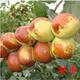 龍辰語(yǔ)棗苗 棗樹(shù)苗 棗子苗盆栽地栽嫁接果樹(shù)苗南方北方種植當年結果棗樹(shù)樹(shù)苗 梨棗 3年苗