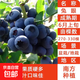 四季果樹(shù)車(chē)厘子藍莓石榴蘋(píng)果葡萄柿子杏樹(shù)李子南方北方果樹(shù)苗大全 兔眼藍莓樹(shù)苗 3年苗（現挖現發(fā)）
