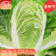 壽禾白菜種子原裝蔬菜大小冬春季四季青菜 甜脆大白菜種子5g