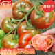 壽禾草莓番茄種子綠腚番茄苗藩茄鐵皮西紅柿水果春柿子四季蔬菜栽菜籽 草莓番茄種子25粒
