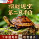 趣爬（QUPA）純種南石金錢(qián)烏龜活體寵物龜大小烏龜長(cháng)壽好養招財水陸兩棲觀(guān)賞龜 2-3cm 招財進(jìn)寶福龜