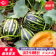 育禾農 冰糖子甜瓜種子大全香瓜苗子梨瓜籽優(yōu)質(zhì)老品種春季水果蔬菜 冰糖子甜瓜種子50粒 2袋