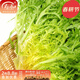 壽禾苦菊種子苦苣生菜農家陽(yáng)臺盆栽四季播蔬菜冬春季菜籽 壽禾黃心苦菊種子10克原種