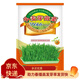 鳳鳴雅世豆芽菜小麥草蘿卜豌豆松柳香椿無(wú)土栽培芽苗菜種子榨汁小麥草種子 小麥芽苗菜種子100克