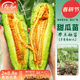 壽禾 香如蜜火腿甜瓜種子種汁如蜜糖超香特甜香瓜種籽羊角蜜哈密瓜 羊角蜜苗 5棵