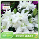虹越 進(jìn)口春季百合種球3球裝 盆栽地栽易養東方香水百合花卉裸球 【進(jìn)口重瓣?yáng)|方百合】愛(ài)莎（13-15）3球