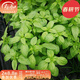 壽禾 羅勒種子蔬菜九層塔陽(yáng)臺四季食用冬春季香草植物種籽 九層塔種子 1g約1000粒