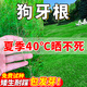 狗牙根草籽進(jìn)口草坪種子四季常青夏季耐熱耐旱庭院球場(chǎng)綠化工程 狗牙根種子 1斤