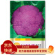 鳳鳴雅世松花菜種子青梗松花菜種子四季蔬菜種子花椰菜春季陽(yáng)臺菜種子 都市菜園紫荊花紫色菜花種子20粒