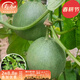 壽禾 綠寶石甜寶甜瓜種子薄皮綠皮綠瓤四季盆栽壽光種籽 綠寶石甜瓜苗 10棵