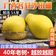 玫梔廣西容縣甜柚沙田柚正宗乾隆柚新鮮柚子水果當季孕婦純甜年貨禮盒 老樹(shù)沙田柚（凈重38斤15-22枚 ） 40年老樹(shù)果