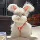 英系純白安哥拉兔幼崽長(cháng)毛兔活體大型兔子活物仙女兔家養網(wǎng)紅寵物 安哥拉兔  (公)1只
