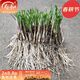 壽禾蔬菜種子韭菜根種苗壽光獨根紅紫根盆栽現挖艽菲菜根韭苔冬春季 [目前紫色不明顯]紫根韭菜根200-250棵