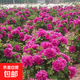 正宗牡丹花苗洛陽(yáng)對版重瓣牡丹花樹(shù)苗盆栽花卉綠植物當年開(kāi)花 魏紫6-8分支【開(kāi)花多多】熱銷(xiāo)款