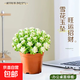 雪花玉墜錦多肉植物室內辦公室盆栽綠植花卉面肉肉好養活 大盆雪花玉墜（不含盆）