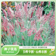 虹越觀(guān)賞草種子萌吖吖系列網(wǎng)紅花境花卉種子 坡地毛冠草紅寶石(糖蜜草)