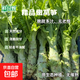 新鮮萵筍農家露天種植時(shí)令蔬菜超市直播間生鮮蔬菜京東快遞 新鮮萵筍1斤【含箱】