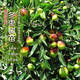 四萬(wàn)公里冬棗棗樹(shù)苗南北方種植庭院地栽盆栽裸根苗沂蒙山源頭直發(fā)
