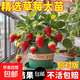 四季奶油草莓苗盆栽帶花帶果草莓種苗南北方陽(yáng)臺四季種植室內盆栽 加侖盆/二盆【帶花帶果】送肥料