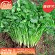 壽禾各種蔬菜種子批發(fā)大全壽光青菜番茄黃瓜四季可種老品種冬春種籽 小葉香菜種子10gx3包