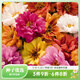 虹越 花卉種子萌吖吖春夏播系列花園庭院造景觀(guān)賞型花種 半支蓮 太陽(yáng)神混色