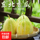 （霖錦）東北金妃香瓜牛奶香瓜脆甜好吃單果150g+沈陽(yáng)發(fā)貨 帶箱約4斤，凈果3.6斤