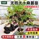 臨雅桑葚樹(shù)苗盆栽白長(cháng)果桑椹葉藍莓樹(shù)南北方四季樹(shù)莓苗水果樹(shù)果苗大全 【旗艦款】無(wú)核大十桑葚【50公分】