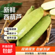 農家新鮮西葫蘆農家自種蔬菜茭瓜新鮮現摘農場(chǎng)直發(fā)新鮮時(shí)令蔬菜 整箱2斤