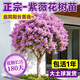 靜黛軒紫薇樹老樁庭院樹苗 紫色紫薇（5公分粗/1.5-1.8米高）源頭直發