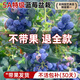 安居客【帶果發(fā)貨】藍莓果樹(shù)苗盆栽花香藍梅苗帶大果室內耐寒南北方結果 【爆果發(fā)貨】5A級精品-花香藍莓-1.5加侖