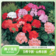 虹越家庭園藝花卉種子 萌吖吖系列花園庭院春秋播花卉種子 天竺葵 地平線(xiàn)混色