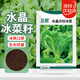 北蔬 冰菜種子種苗厚葉冰草四季蔬菜種籽 卓脆水晶沙拉冰菜種子1100粒