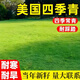 森韋睦草坪種子矮生四季青草籽免修剪綠化耐寒耐旱草種子庭院草種子護坡 矮生美國四季青一斤【私家庭院】