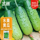 北蔬水果黃瓜種子苗青瓜盆栽春季菜籽 卓脆濰胖二號水果黃瓜種子100粒