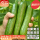 壽禾水果黃瓜籽種子種籽冬春季四季播陽(yáng)臺盆栽蔬菜菜籽 雅美1號水果黃瓜種子 20粒