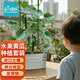 IAM City Farmer盆栽黃瓜DIY趣味兒童種植盆栽可食用植物觀(guān)察幼兒園綠植種子10099
