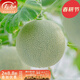 壽禾 綠肉哈密瓜種子冬春季甜四季種植網(wǎng)紋甜瓜種籽 翡翠蜜甜瓜種子 10粒裝