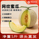 趣嘗鮮海南玫瓏網(wǎng)紋蜜瓜 2枚 凈重5斤 新鮮水果1號會(huì )員店 源頭直發(fā) 