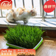 壽禾 貓草種子小麥草麥子套餐套裝水培大麥黑麥草春夏家庭種植草籽 貓草小麥草種子 1斤