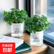 薄荷盆栽好養留蘭香驅蚊植物綠植留蘭香花卉綠植香草植物 2盆薄荷+2個(gè)透明吸水盆