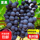 巨峰葡萄樹(shù)苖苗陽(yáng)光玫瑰果樹(shù)果苗大全無(wú)籽南北方種植盆栽庭院爬藤 【杯苗】夏黑葡萄苗高約30-50cm