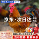 頤鄉情散養土雞大公雞黃腳青腳黑鳳麻雞現殺新鮮營(yíng)養雞肉笨公雞走地雞整 黃腳公雞1只【凈3-3.2斤】燉肉包+人參
