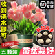 郁金香種球特大種球地栽100個(gè)種子水培植物五5度球盆栽花卉擺件 荷蘭5大球精品混色郁金香種球+肥料 12+