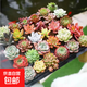多肉植物組合套餐室內盆栽穴盤(pán)小苗稀有品種萌肉肉新手綠植 12顆隨機多肉+帶托盤(pán)
