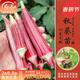 壽禾 秋葵苗壽光蔬菜苗四季陽(yáng)臺盆栽帶土帶葉發(fā)貨菜苗種子 紅秋葵苗6棵