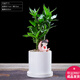 幼薇幼薇富貴竹室內盆栽辦公室四季長(cháng)青綠植小盆景好養植物觀(guān)音竹 富貴竹+大白圓柱陶瓷盆 帶盆栽好